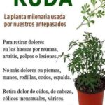 Ruda: La Planta Milenaria para Aliviar Dolores y Malestares