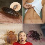 Eliminar Chinches de Tu Jardín: Remedios Naturales que Funcionan en Minutos