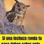 ¿Por qué las Lechuzas Rondean tu Casa? Creencias y Remedios Naturales