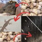 El Ajo: Tu Arma Letal Natural Contra Parásitos y Plagas