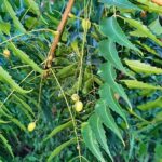 El Árbol Farmacia: Beneficios y Usos del Neem en Remedios Caseros