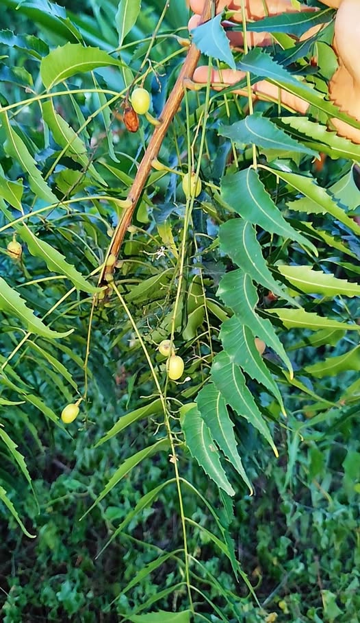 Planta de Neem