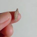 Identifica y Previene Insectos en Tu Hogar: Soluciones Naturales