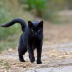 El Significado del Acercamiento de un Gato Negro: Mitos y Realidades