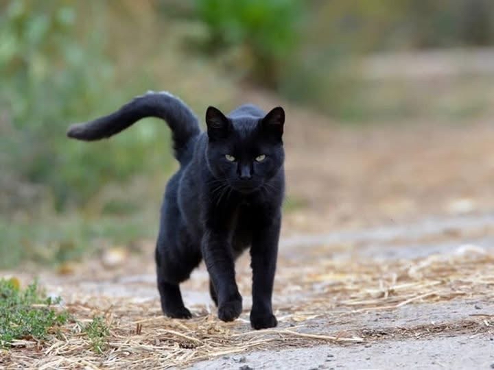 Gato negro en un camino de tierra
