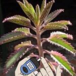 Beneficios de la Kalanchoe: Un Tesoro Natural en Tu Hogar