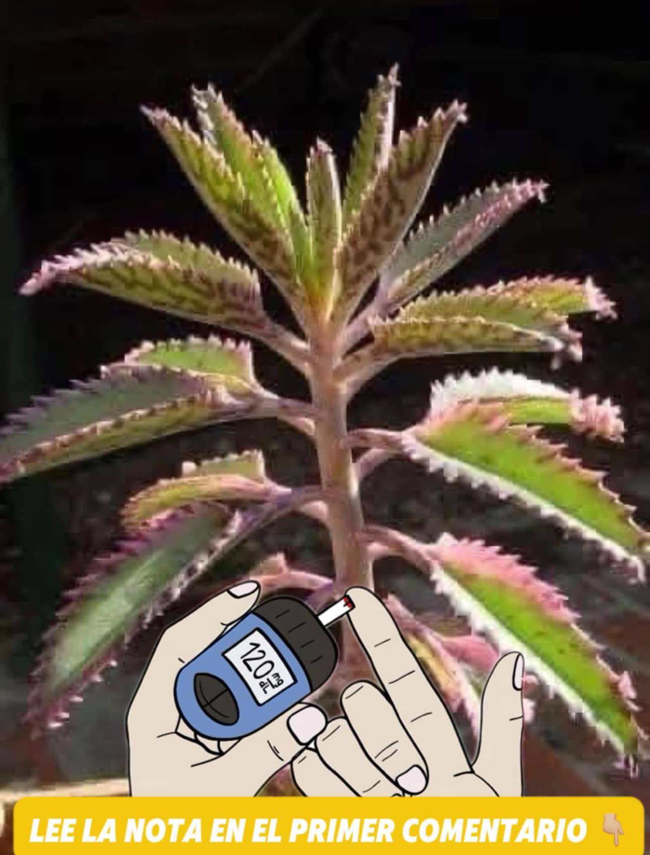 Kalanchoe o hoja del aire