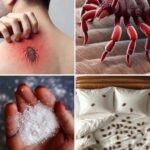 Cuidado Con Insectos Nocturnos: Cómo Prevenir Picaduras y Usar Remedios Naturales