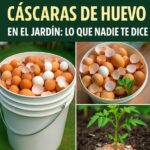 Maximiza Tu Jardín: Beneficios de las Cáscaras de Huevo