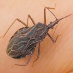 Cómo Protegerte de la Vinchuca y la Enfermedad de Chagas