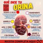 Descubre lo que el Color de tu Orina Revela sobre tu Salud