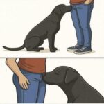 ¿Por qué los Perros Olfatean? Entendiendo el Comportamiento Canino