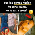 La Verdadera Razón por la que los Perros Huelen tu Zona Íntima y Lo que Realmente Significa