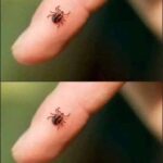 Cómo Identificar y Eliminar Garrapatas de Manera Segura