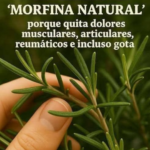 Romero: La Morfina Natural para Aliviar Dolores Musculares