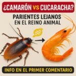 Camarón vs Cucaracha: Un Enlace Evolutivo y sus Beneficios para la Salud