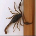 ¿Sabías Que Los Alacranes Te Visitan Cuando…?