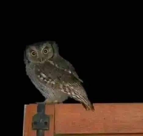 Lechuza en un fondo oscuro