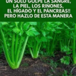 Descubre el Poder del Apio: Un Solo Ingrediente que Limpia tu Cuerpo de Múltiples Amenazas