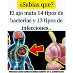 El Poder del Ajo: Cómo Este Superalimento Combate Bacterias e Infecciones