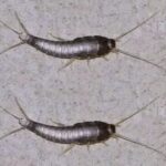 Pececillos de Plata: Identificación, Riesgos y Cómo Evitarlos en Casa