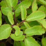 La Planta que Promete Curar: Análisis Científico de la Hoja Milagrosa