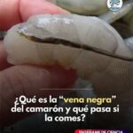 ¿Qué es la Vena Negra del Camarón? Descubre su Verdadera Naturaleza