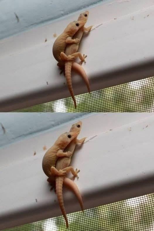 Lagartijas en ventana