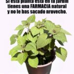 Cómo Aprovechar las Propiedades Medicinales del Orégano Orejón en Casa