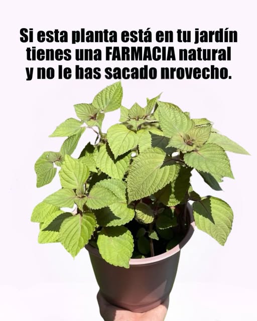 Orégano Orejón en casa, planta medio sostenida en mano