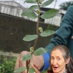 18 Poderosos Beneficios de la Euphorbia Hirta para la Salud