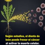 El Diente de León: Un Potente Aliado Natural Contra el Cáncer