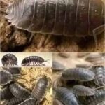 El Misterioso Mensaje de las Cochinillas de Humedad en Tu Hogar