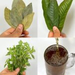Hojas Curativas: Remedios Naturales para tu Salud