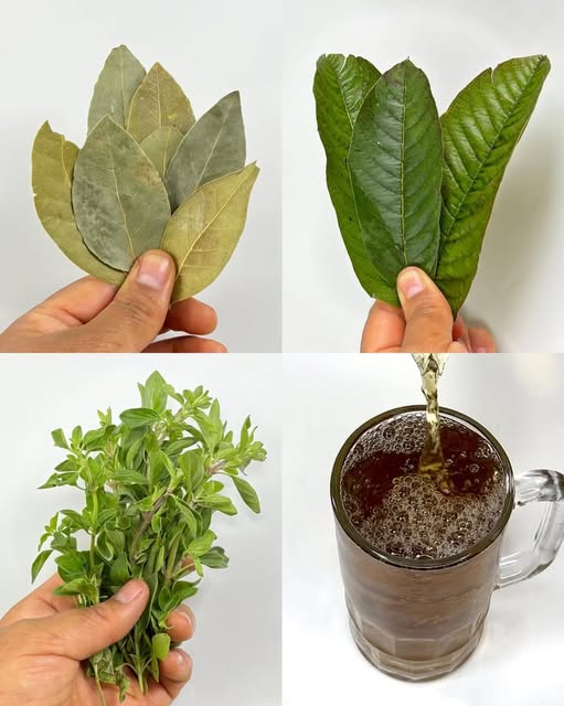 Hojas curativas para infusiones