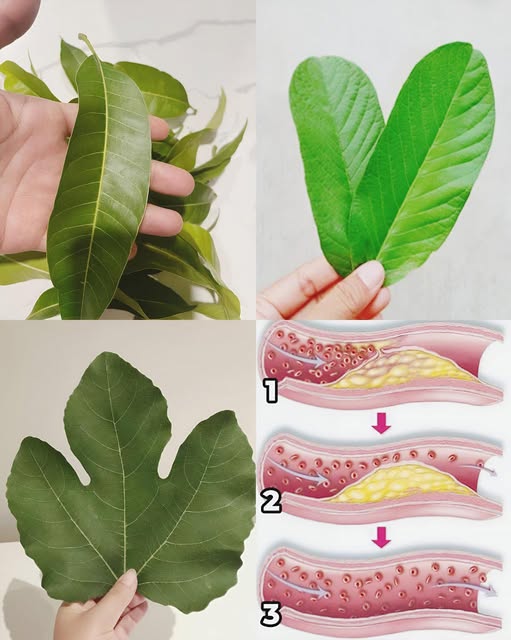Hojas para remedios naturales