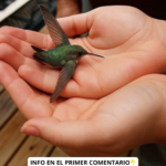 El Significado Espiritual del Colibrí: Mensajero de Buenas Nuevas