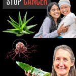 La Hoja Milagrosa: Aloe Vera y Su Potencial en la Lucha Contra el Cáncer