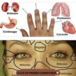 Escucha a Tu Cuerpo: Cómo Tu Rostro y Mano Revelan la Salud de Tus Órganos Internos