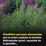 Muña: La Planta Andina que Combate el Helicobacter Pylori y Mejora la Salud Gástrica