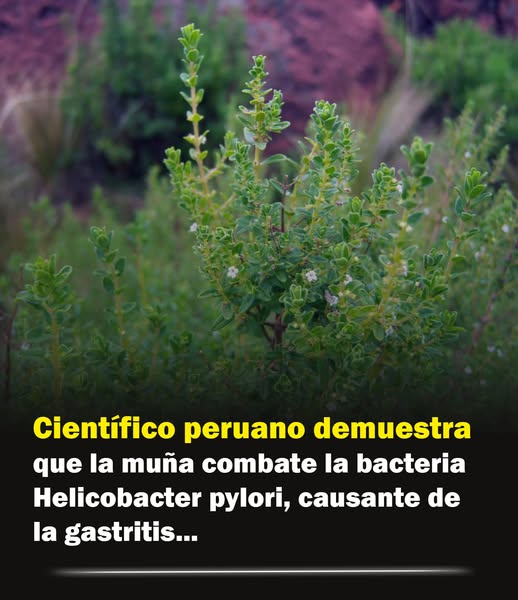 Planta de Muña