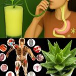 Los Beneficios del Jugo de Aloe Vera: Salud y Bienestar