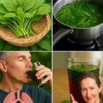 El Amaranto: Un Tesoro Nutritivo Rescatado del Pasado