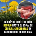 El Diente de León: Un Poderoso Remedio Natural para la Salud