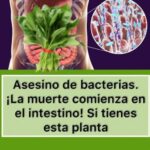 Cómo Limpiar Tu Cuerpo con Plantas Naturales: El Poder del Asesino de Bacterias