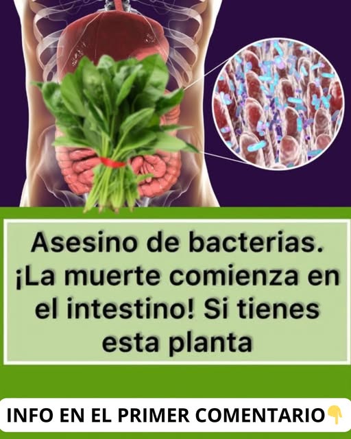 Espinaca fresca