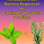 Beneficios de la Hierbabuena y el Romero: Regeneración de Cartílagos