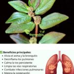 Descubre los Increíbles Beneficios de Esta Planta para tu Salud Respiratoria