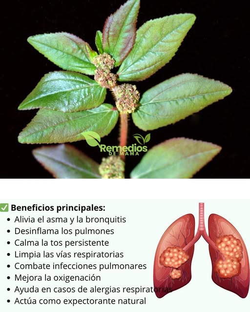 Planta medicinal