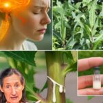 El Tesoro Natural: La Planta con Savia Valiosa para Remedios Caseros